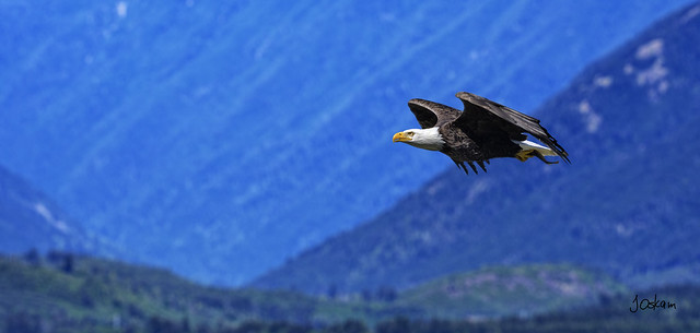Amerian Bald Eagle