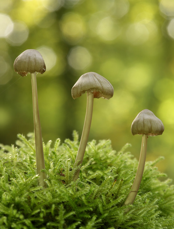Fungi in Friston Forest