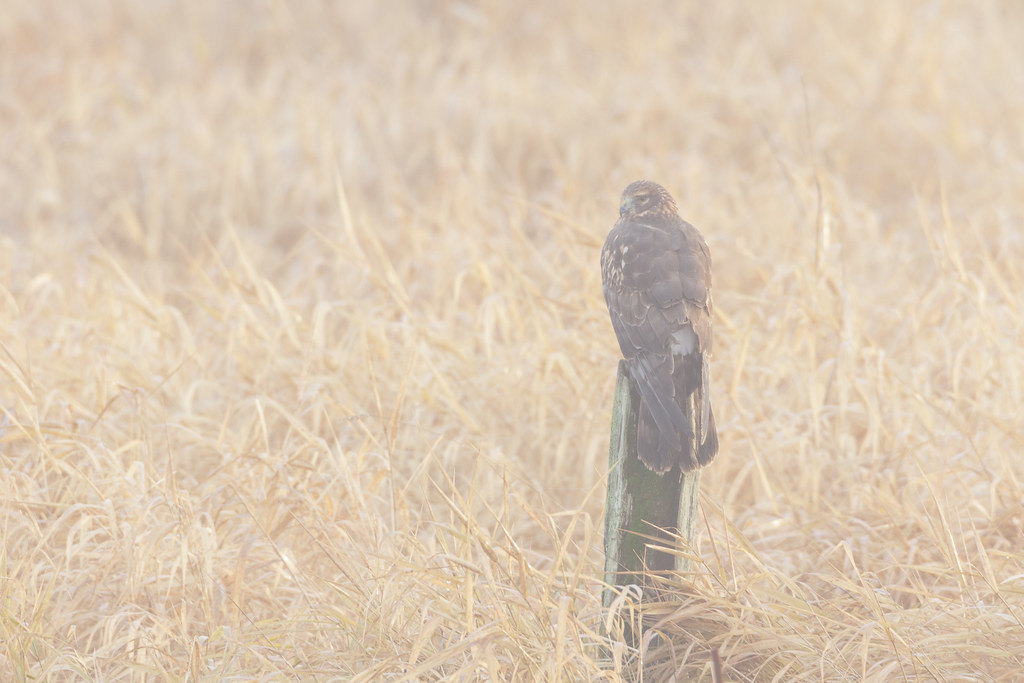 A northern harrier perches above the marsh at Rest Lake on a foggy winter morning