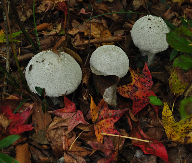 First Landing State Park Fungi (4)