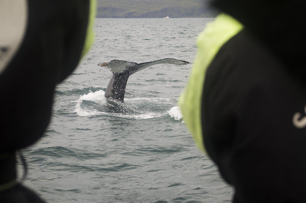whale watching Iceland
