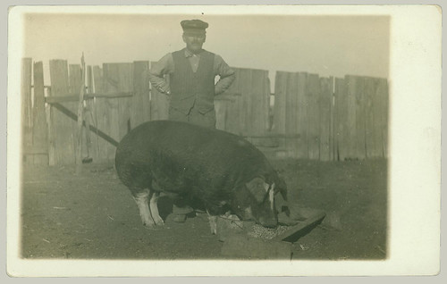 Man and Pig
