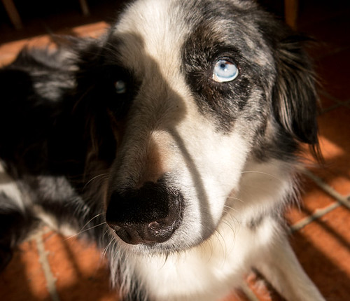 Bleu the border collie. No, don't look like that.
