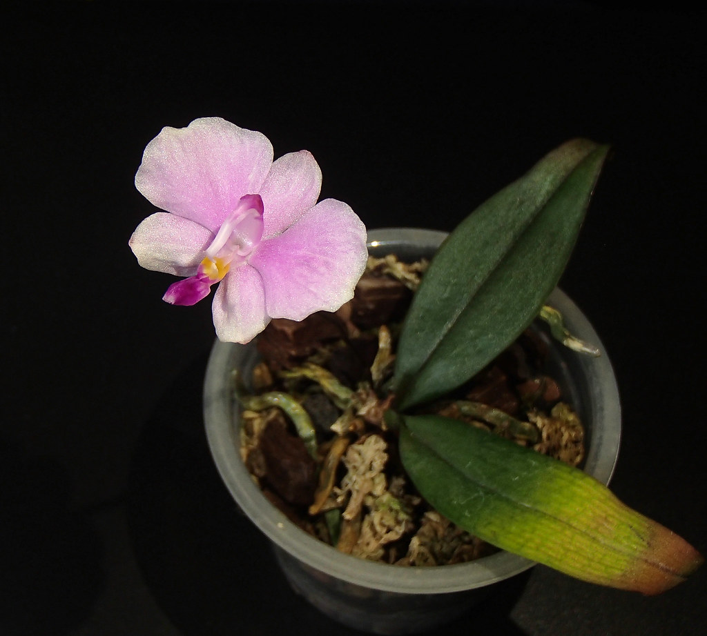 Phalaenopsis lowii 38063768422_324e306d7c_b
