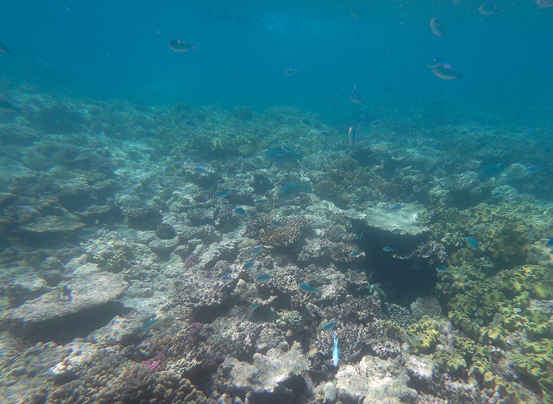 La Gran Barrera de Coral - AUSTRALIA POR LIBRE: EL PAÍS DEL FIN DEL MUNDO (23)