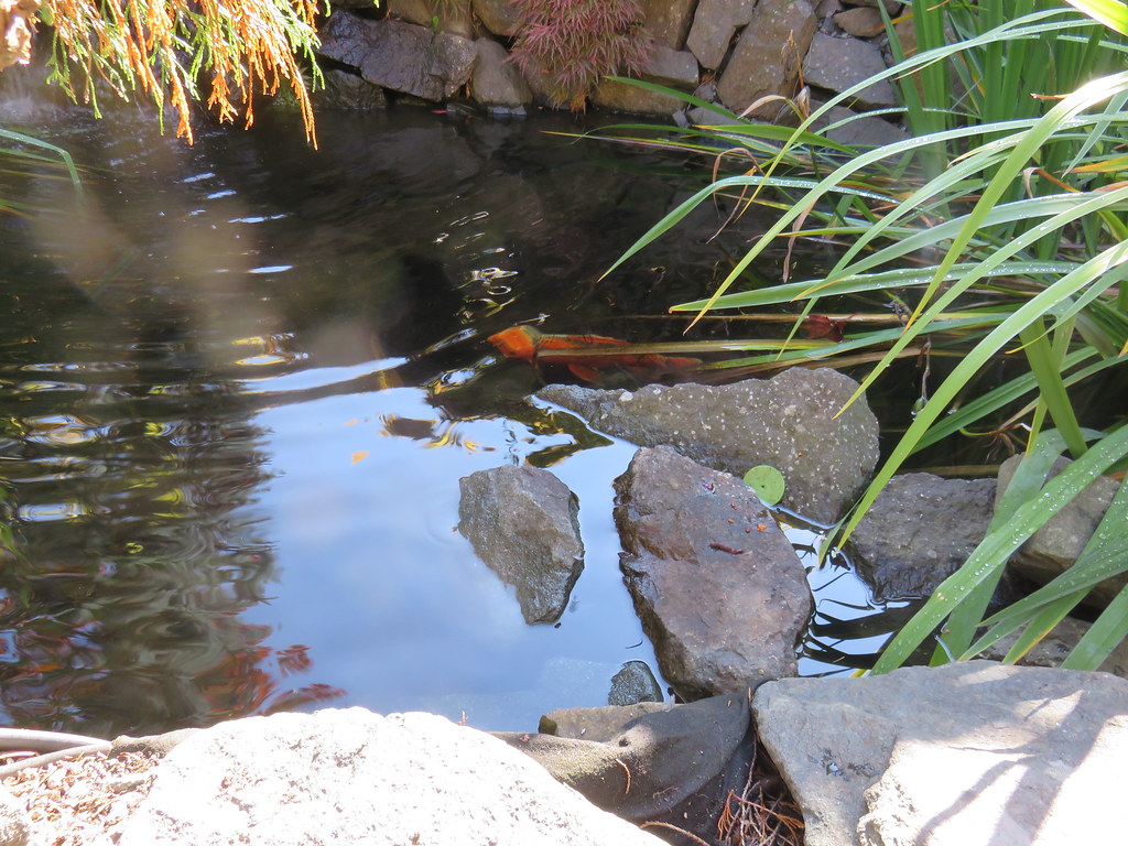 Koi in the pond.
