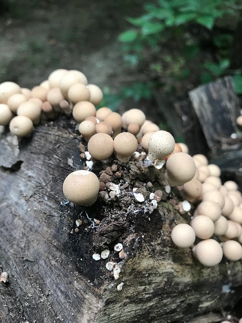 Puff-Ball Mushrooms