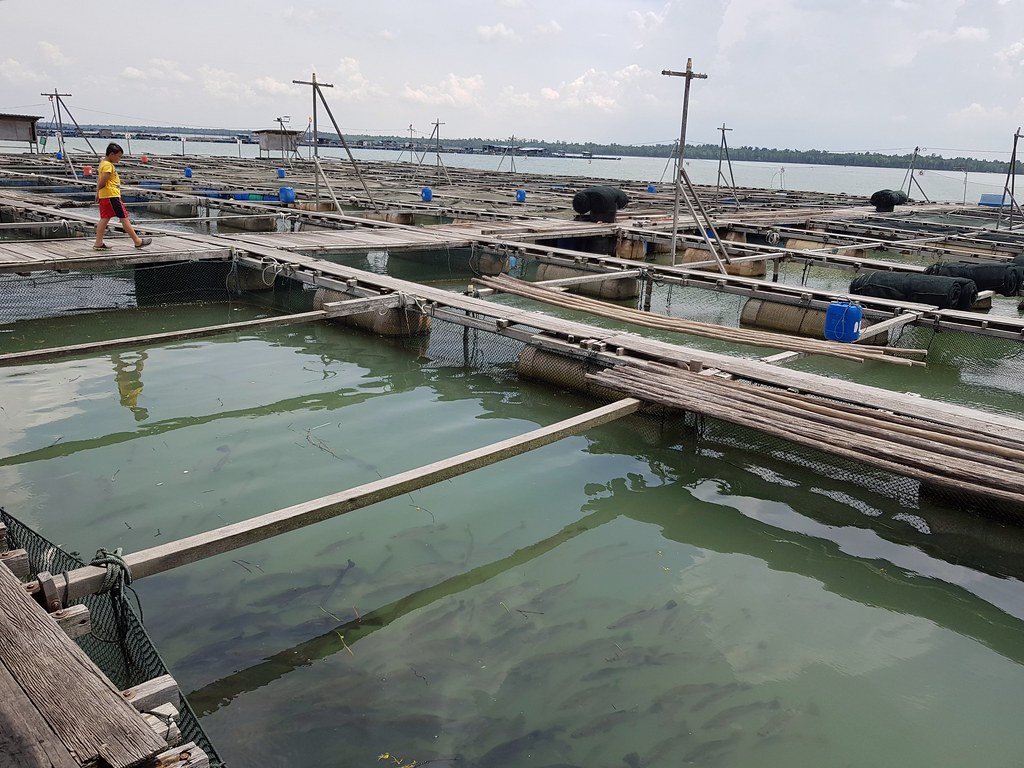 @ Kelong fish farm off Pulau Ketam