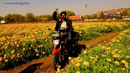 Riding into field of Marigold flowers