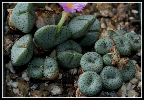 Conophytum taylorianum subsp ernianum 37855483071_f9b9e8a251