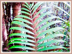 2-4 m long, dark to bright green, leathery and fine pinnate leaves of (Nibung Palm, Nibong Palm, Nibung, Nibong), 7 Oct 2017