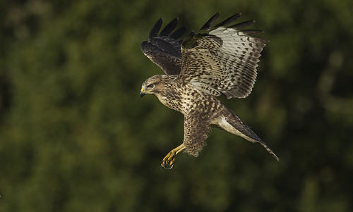 Buzzard - Perfectly evolved