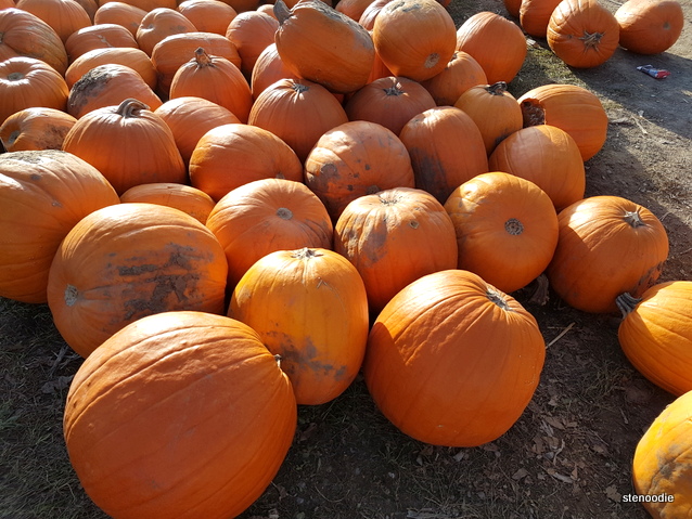 Pumpkin Pile