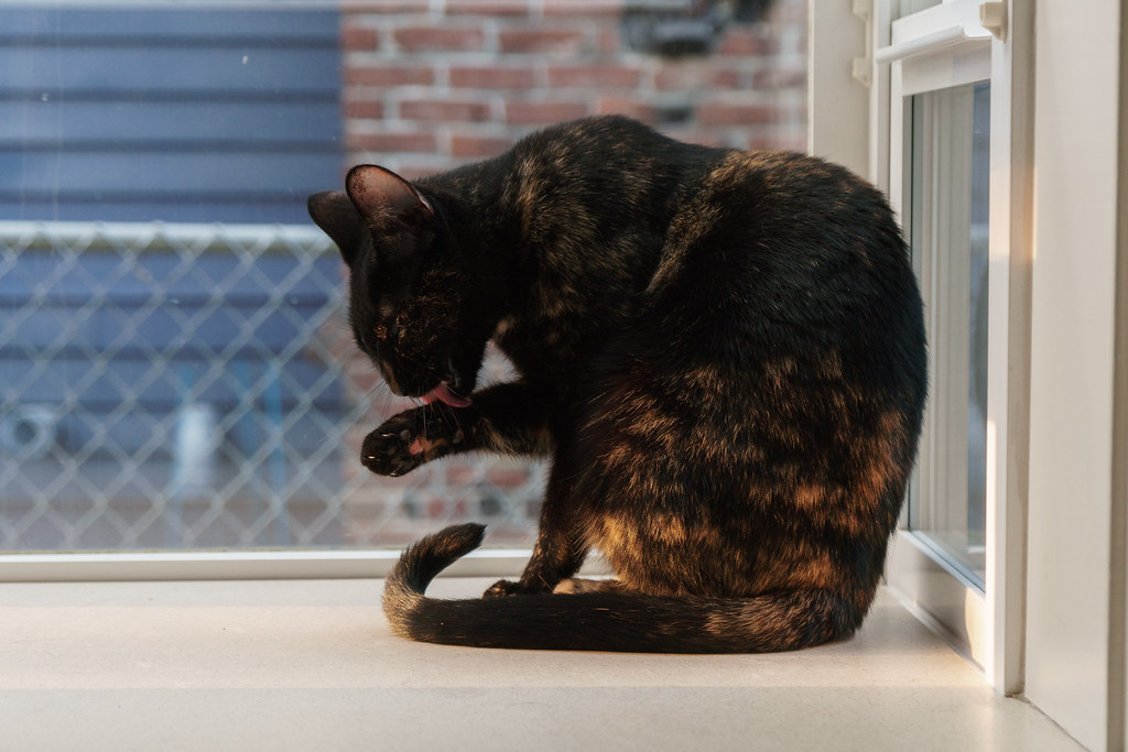 Our tortoiseshell cat Trixie takes a bath in the kitchen window
