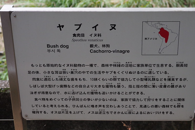 名古屋東山動物園やぶいぬ