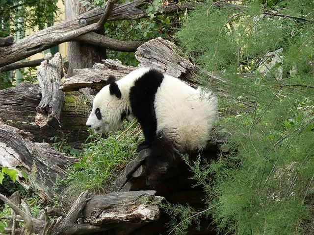 Panda, Tiergarten Schönbrunn