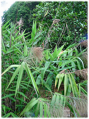 Several culms of Thysanolaena latifolia (Bamboo Grass, Tiger Grass, Asian Broom Grass, Rumput Buloh/ Teberau in Malay) showing off their leaves and purplish brown panicle, 1 Aug 2009