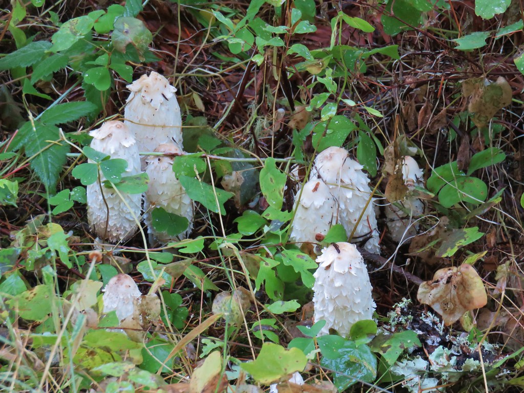 Mushrooms on Dead Mountain