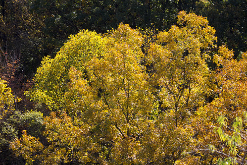 maryland westernmaryland autumn fallfoliage seidlinghill canon