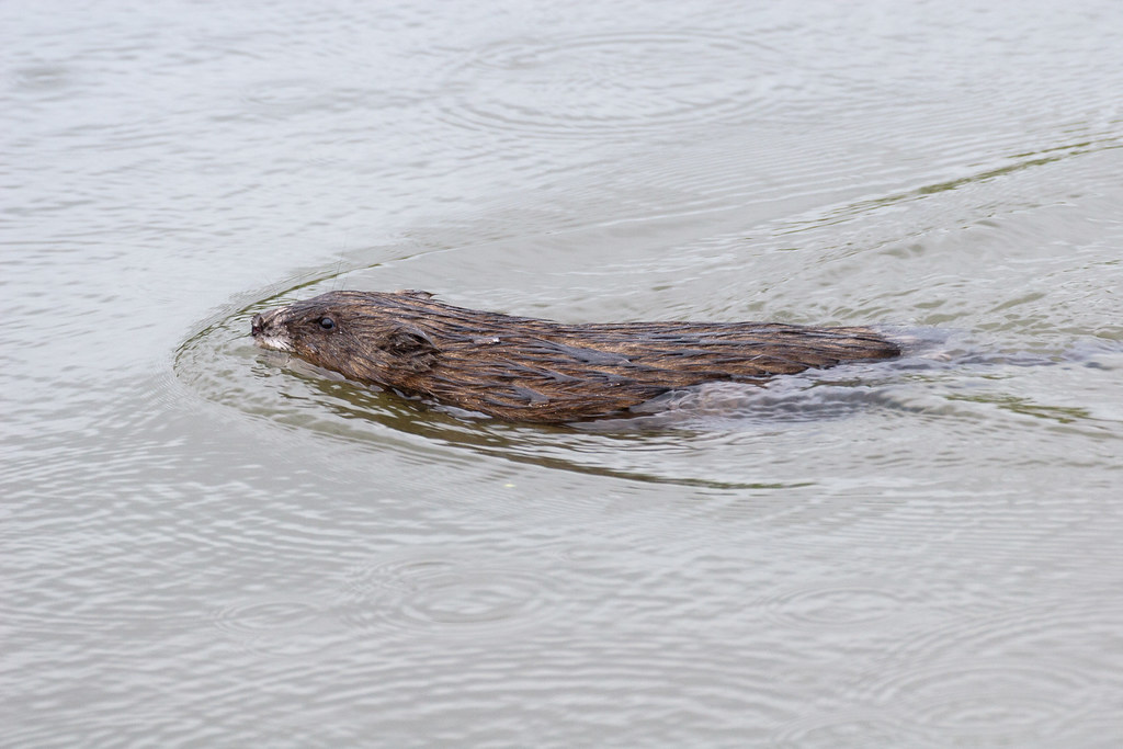 A common muskrat swims in the rain
