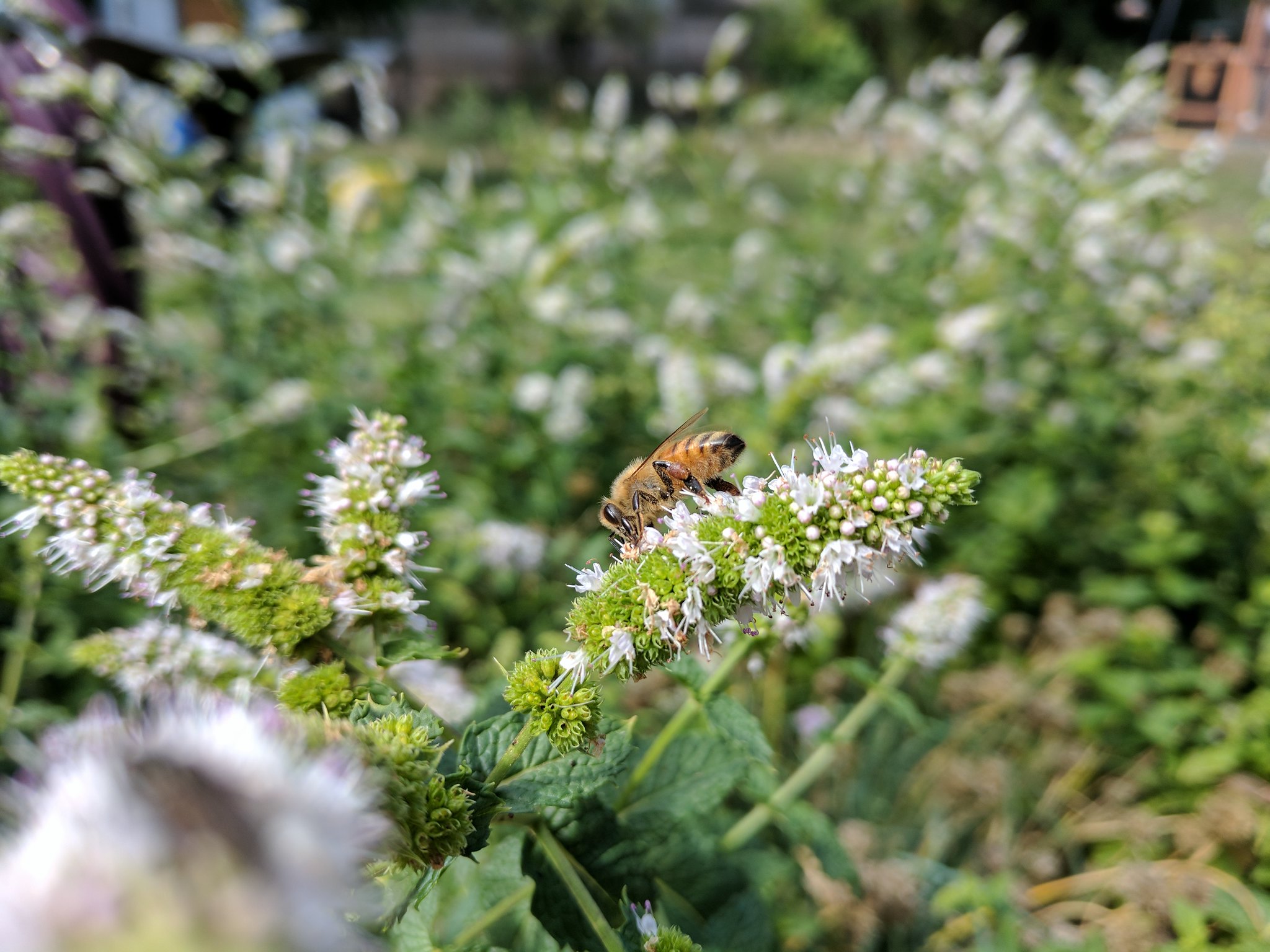 Honey bee on spearmint