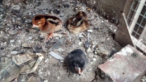 chicks Sept 17 1