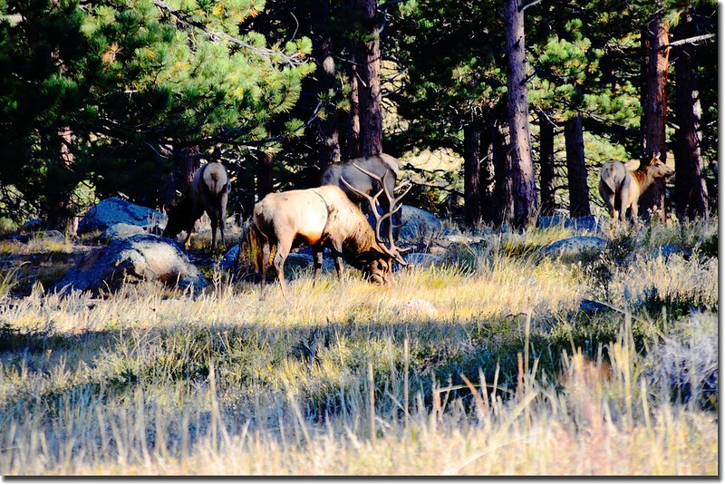 Elk at Rocky Mountain National Park (4)