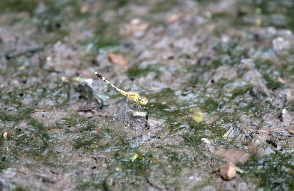 Ground Skimmer( Diplacodes trivialis)