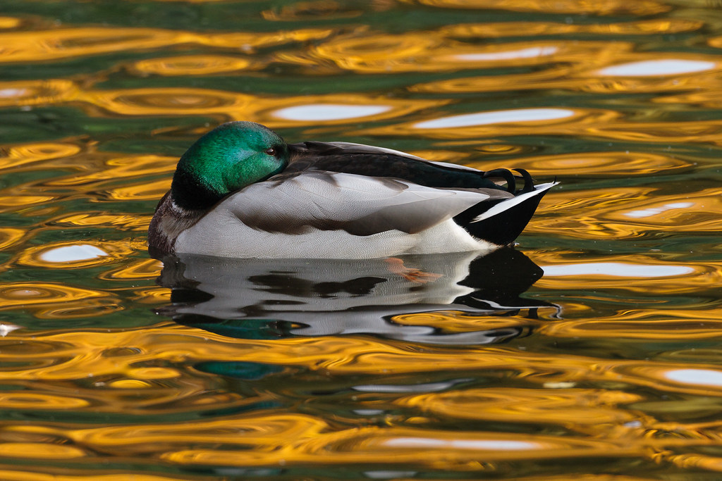 A mallard takes a rest as he swims in a shallow pond, golden from reflections of fall colors, at Crystal Springs Rhododendron Garden in Portland, Oregon
