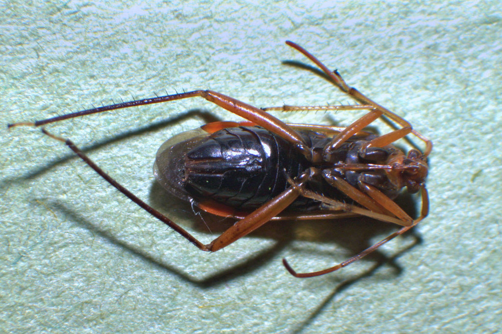 Megacoelum infusum found at Low Ploughlands, 3 October 17