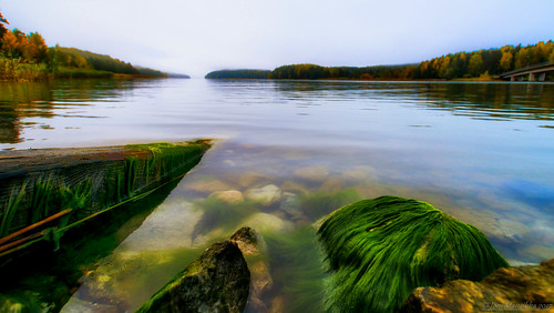 autumn nature outdoor sea water stones shore seaweed algae green trees foggy view landscape colours balticsea piikkiö suomi suomi100 finland finland100 sal1118