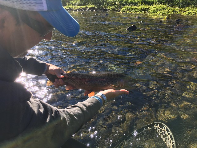 mckenzie river wild rainbow trout