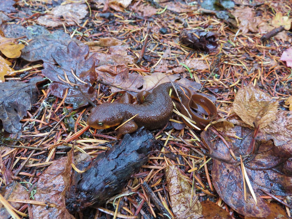 Roush skinned newt