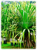 Pandanus tectorius (Tahitian Screwpine, Thatch/Textile Screwpine, Tourist Pineapple, Hala, Screw Pine, Mengkuang Laut/Duri in Malay)