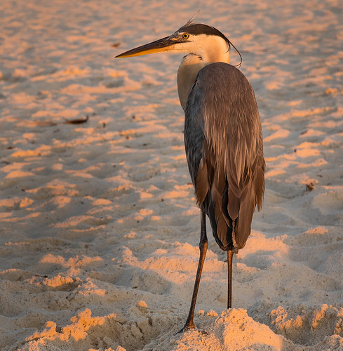 bird greatblueheron beach gulfshores animal wildlife ardeaherodias unitedstates