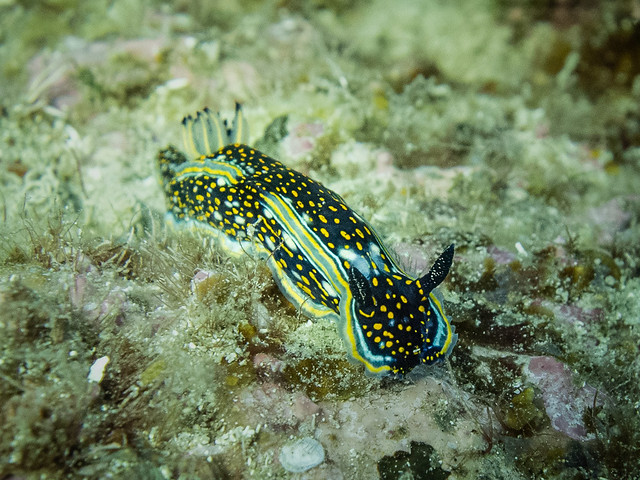 Agassiz's nudibranch