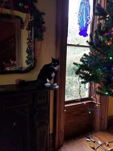 Ski supervises the putting up of the living room tree.
