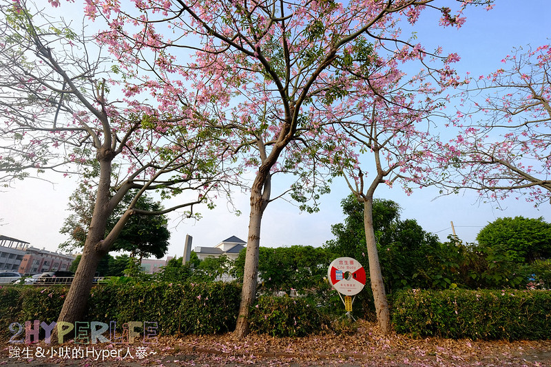 彰化北斗河濱公園 &#8211; 秋天看美人樹就是如此簡單&#038;幸福～ 趁好天氣帶著家裡大小來輕鬆賞花囉！（10/7花況8成） @強生與小吠的Hyper人蔘~