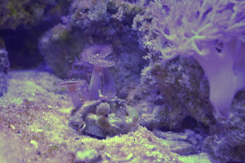 northamerica usa florida bradenton museum southfloridamuseum naturalhistory history aquarium parker coral