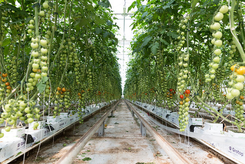 Doef's Greenhouses