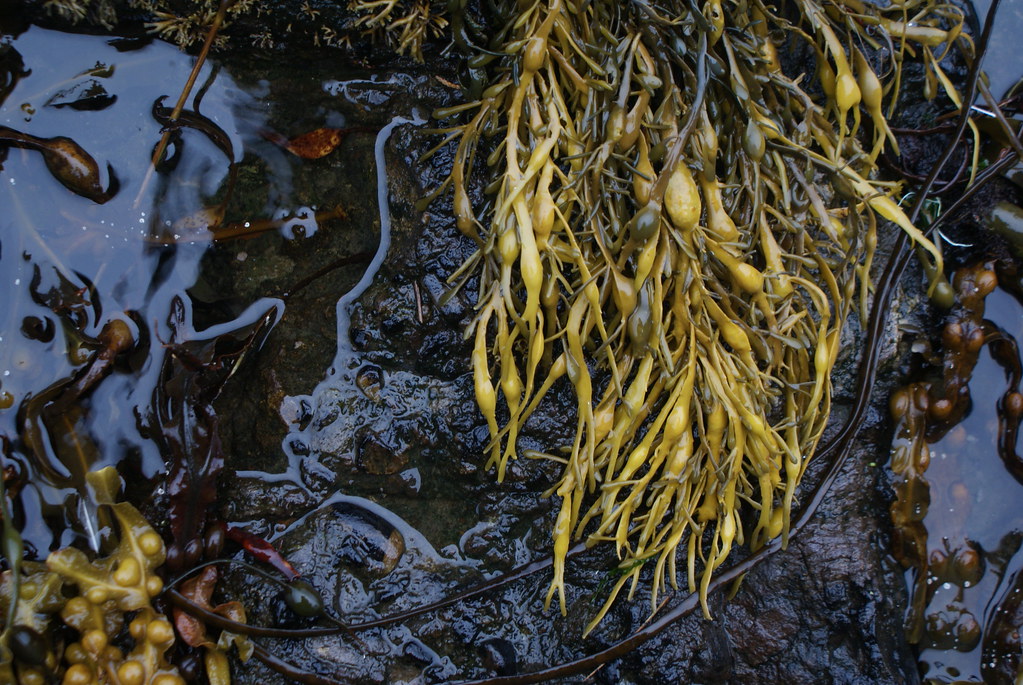 Algues sur une plage d'Oban en Ecosse.