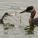 Red-nicked Grebes