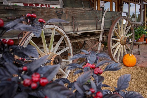canont5i canon700d canon depthoffield dof flower pumpkin old refound antique carriage amish amishwagon wagon farm