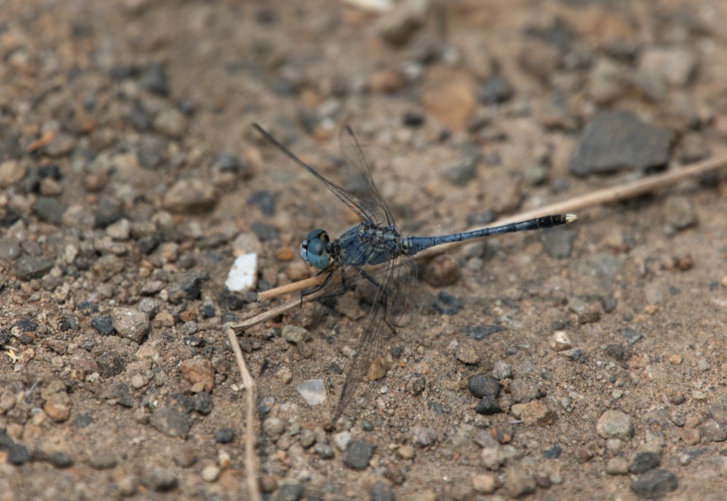 Blue Ground Skimmer( Diplacodes trivialis)