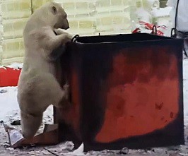 Polar Bear rummaging in dustbin