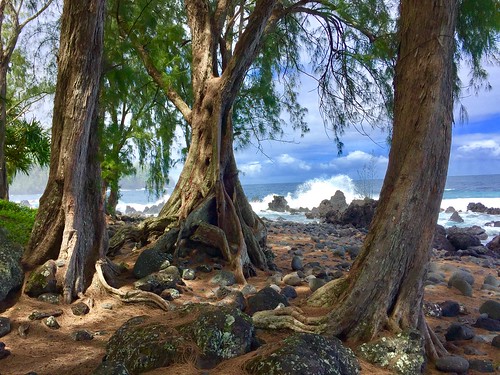 clouds sky landscape rocks waves sea beach hawaii tree