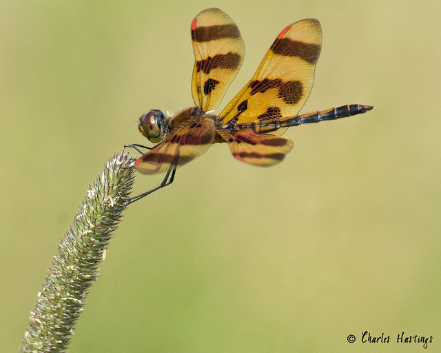 Halloween Pennant Dragonfly (male)