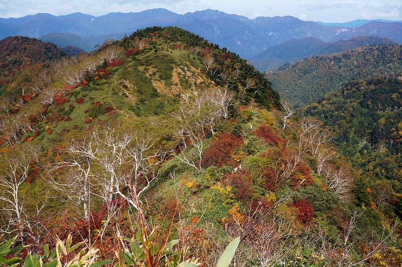 Tinted autumn leaves of ”KAGA ZENJOUDOU"