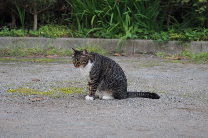 池袋二丁目ふれあい公園の猫。広場に佇むホワイトソックス