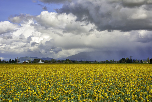 clouds flowers daffodils yelow rain storm landscape washington fields sky spring horizontal outside outdoors artsy